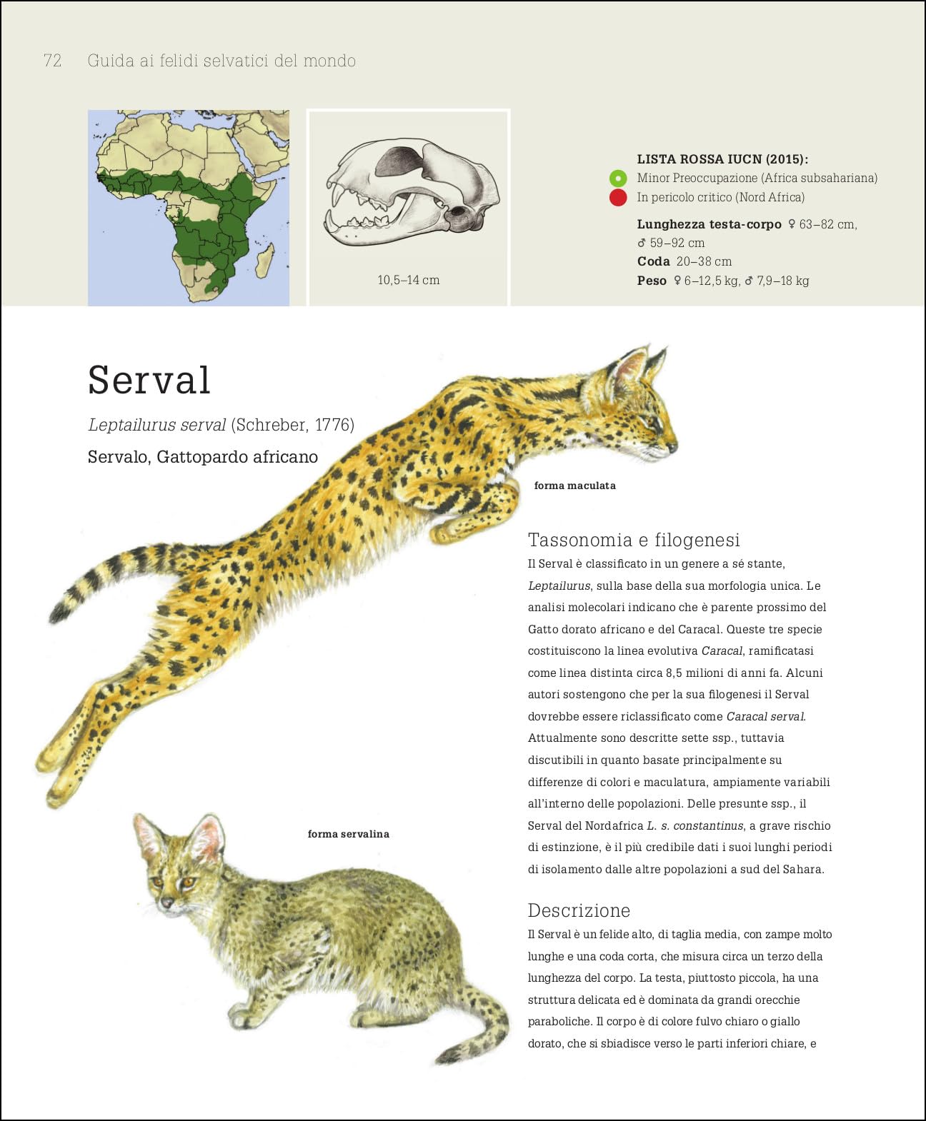 Guida ai felidi selvatici del mondo