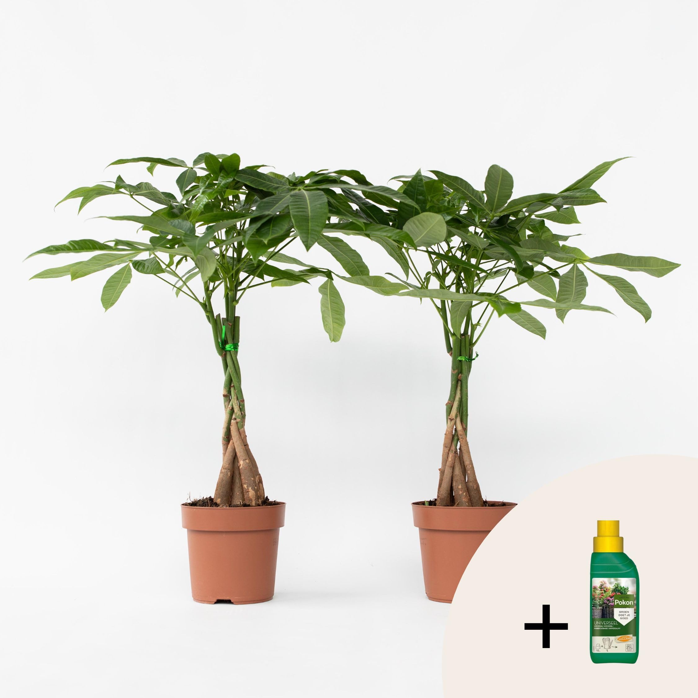 Plant in a Box - Pachira aquatica - Albero del denaro - Pokon - Set di 2 - Vaso 17cm - Altezza 60-70cm