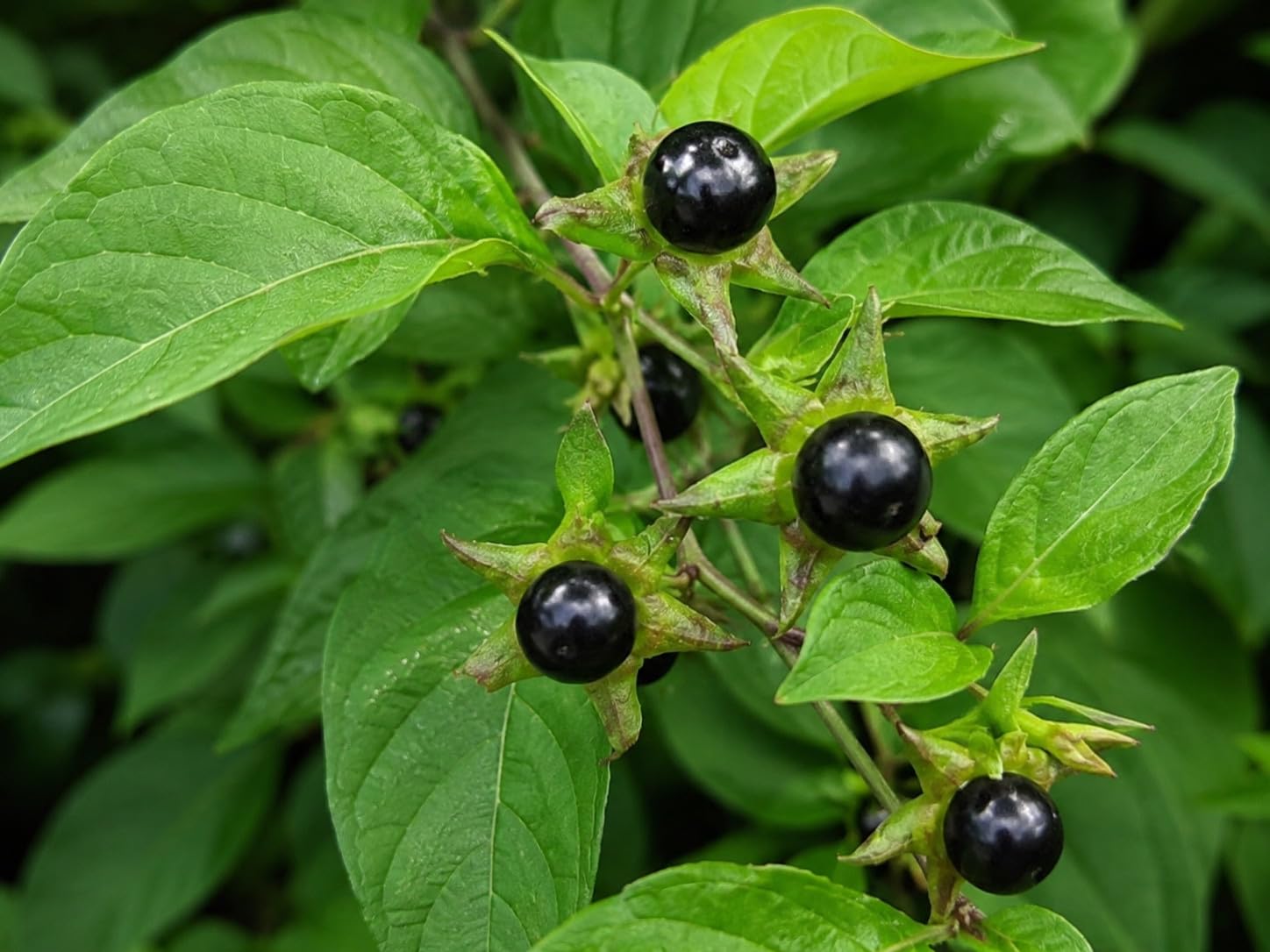 Atropa belladonna | 100.000 Samen | Hexenkraut