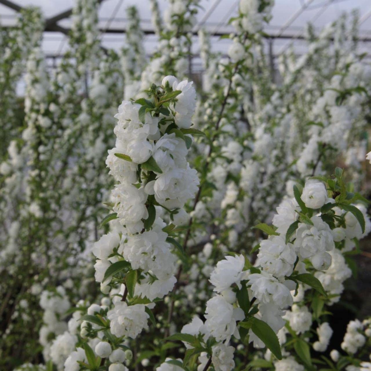 Carbeth Plants Prunus Alba Plena Decideous Shrub in a 9cm Pot