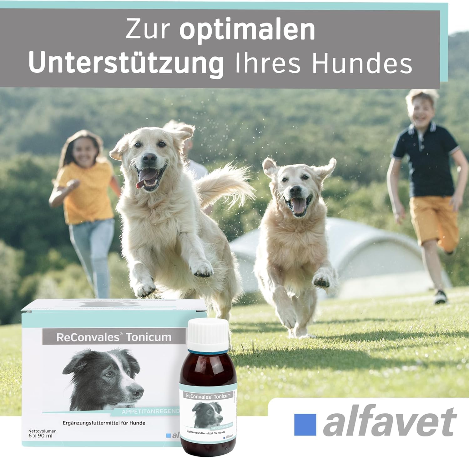 Alfavet ReConvales Tonicum Cani (6 x 90 ml) – Mangime complementare liquido ad alta energia per cani – con proteine, elettroliti e vitamine, elevata appetibilità