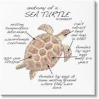 Stupell Industries Sea Turtle Anatomy Marine Life Animal Chart, Design by Dishique