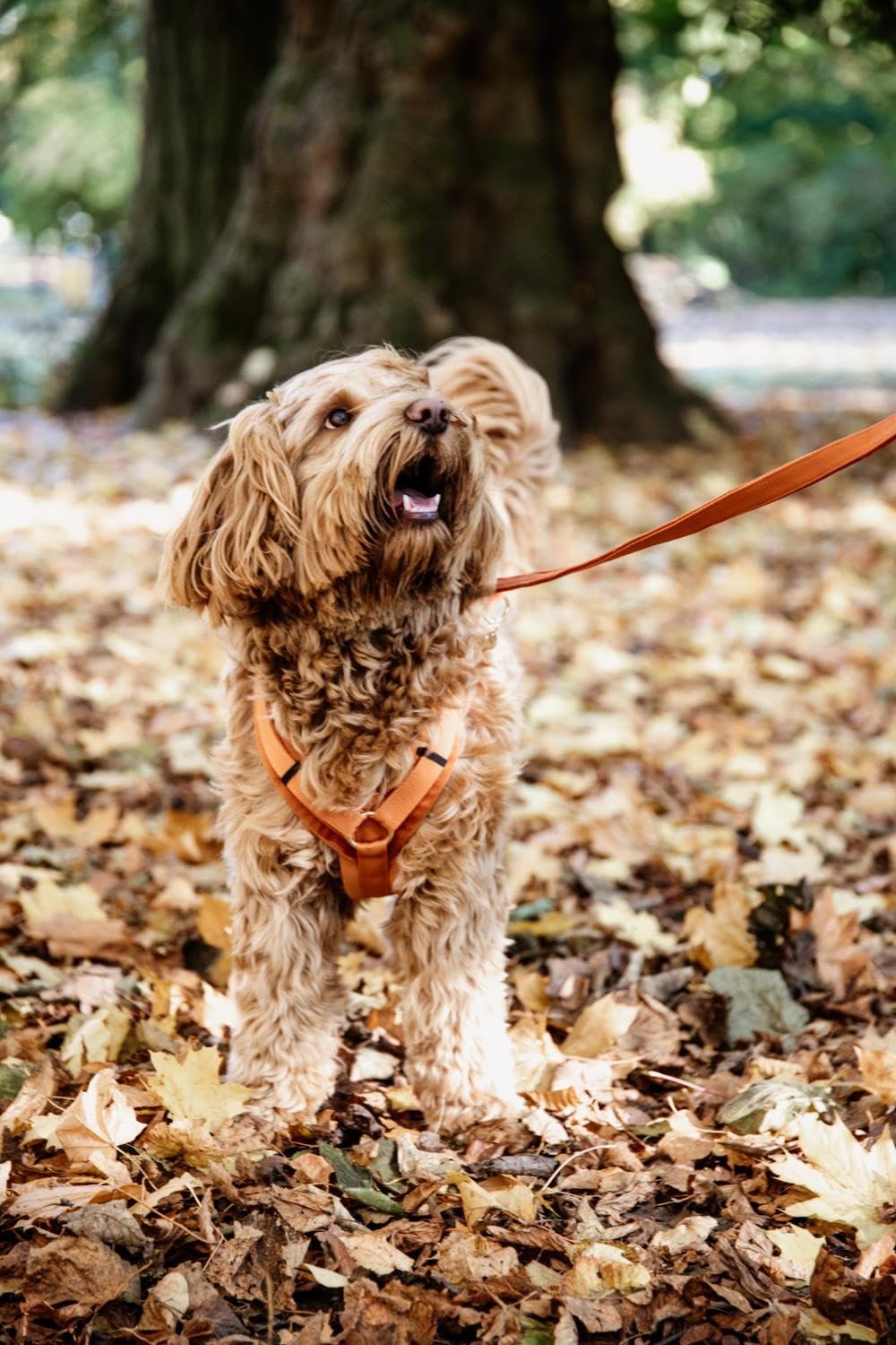 Geschirr für aktive Hunde Kentucky Velvet
