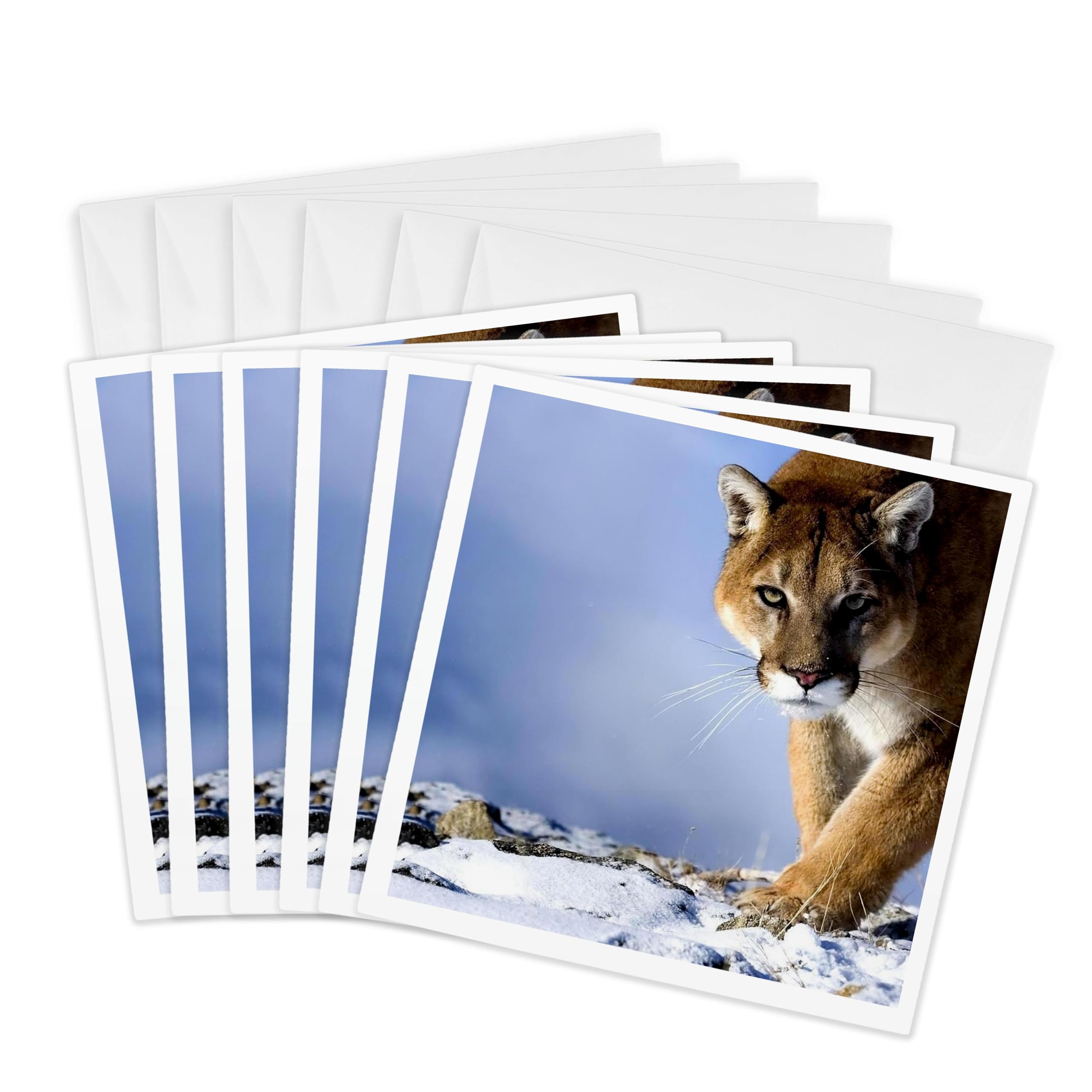 3dRose gc_23424_1 6 x 6-Inch "Cougar" Greeting Card (Pack of 6)