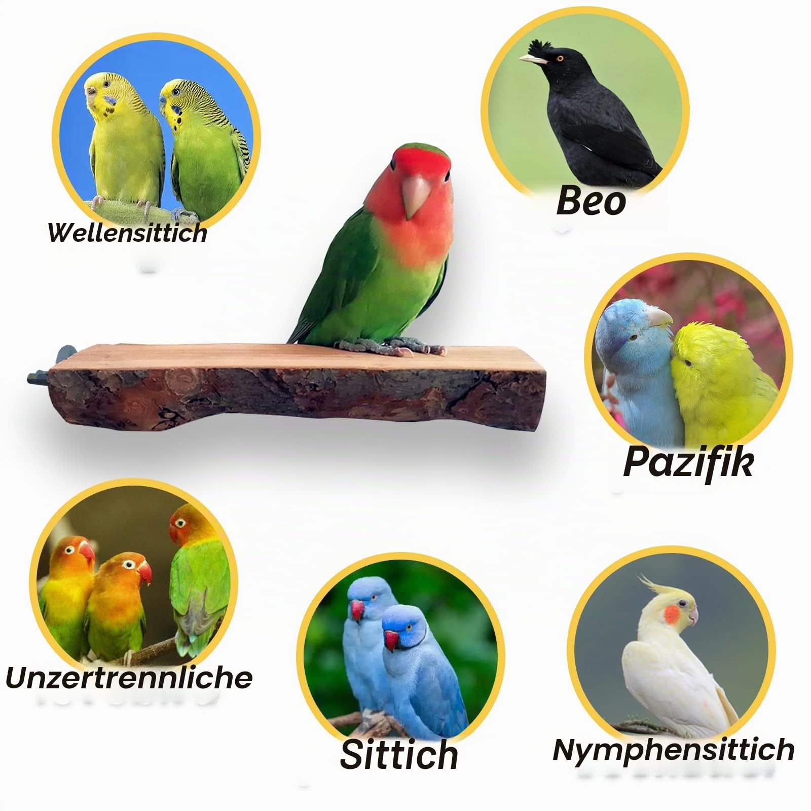 Vogel-Plattform aus Holz, 2 Stück, natürliche Papageienstange, Flacher Vogel-Spielständer, Sittichkäfig, Zubehör für kleine, mittelgroße Aras, Übungsspielzeug
