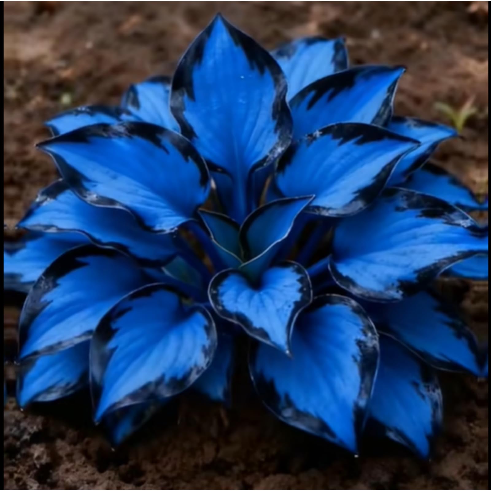 Excellent Display Midnight Blue Heart Hosta Bulbs, Suitable for Shade Planting, Perennial Low Maintenance,-4 Bulbs-J