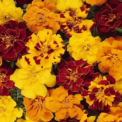 Miniatura 7 de Outsidepride 250 semillas anuales Tagetes Patula Outback French Marigold Garden Flower Seed Mix para plantar