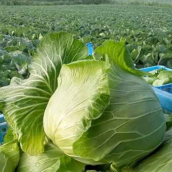 Amazon.co.jp: まぼろしの419キャベツ 4玉 きゃべつ 嬬恋村産