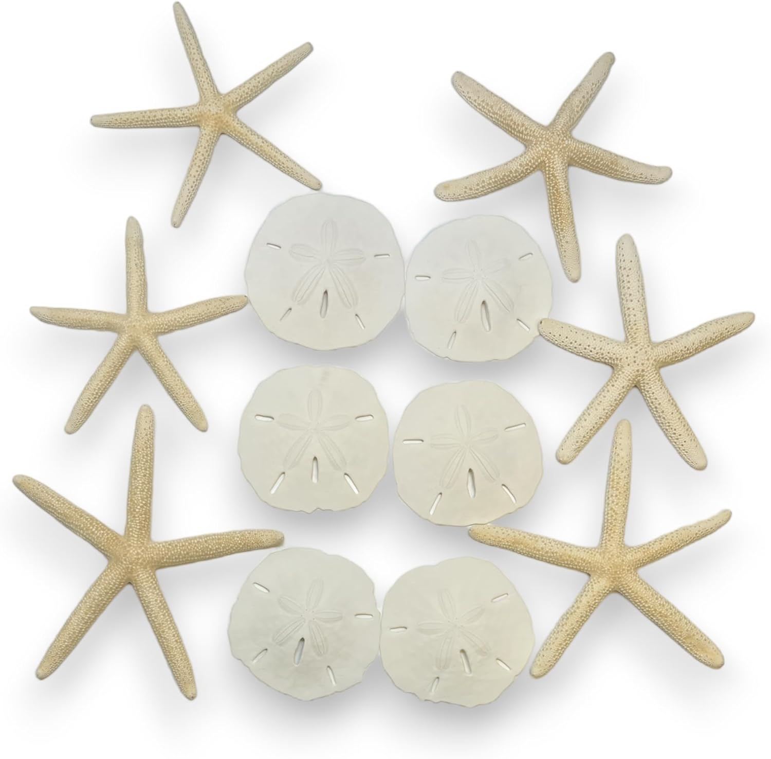 Tumbler Home Sand Dollars and Starfish for Crafts, 6 Real Starfish (4"-6") and 6 Sand Dollars (3"-3.5") in Bulk