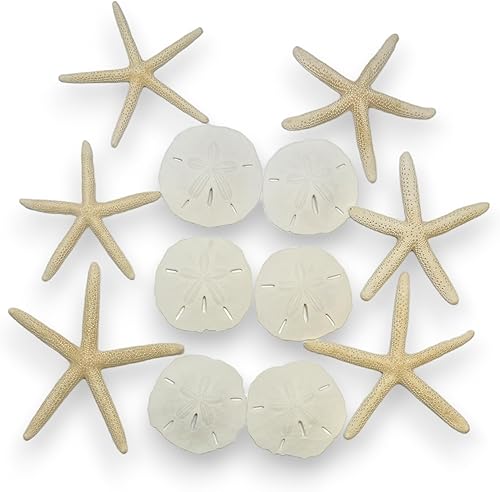 Tumbler Home Estrellas de mar y dólares de arena (12 piezas)  Estrella de mar de 6 dedos (4 a 6 pulgadas) y 6 dólares de arena (3 a 3.5 pulgadas)