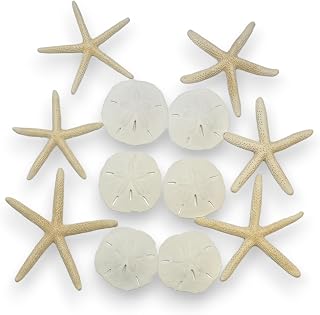 Tumbler Home Sand Dollars and Starfish for Crafts, 6 Real Starfish (4"-6") and 6 Sand Dollars (3"-3.5") in Bulk
