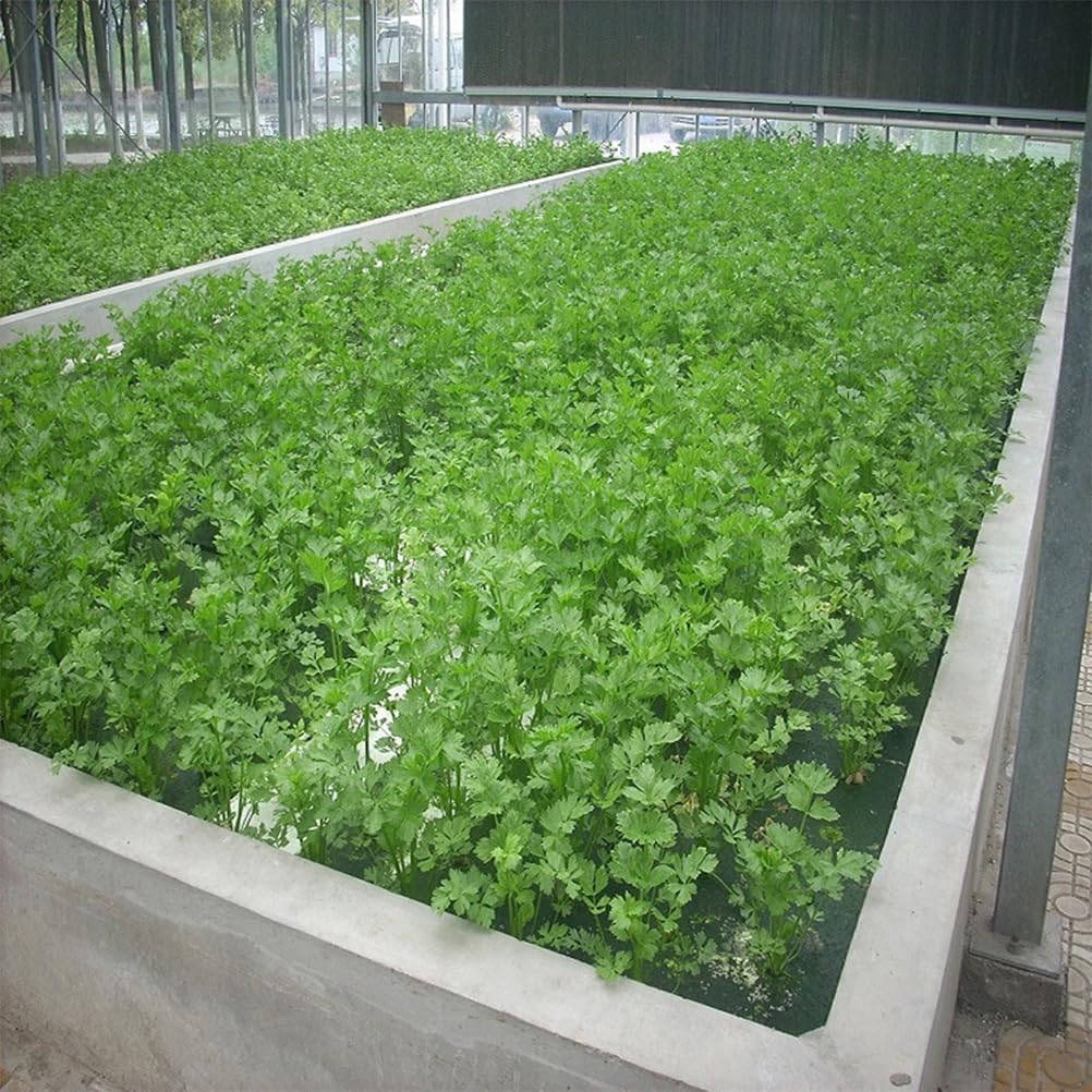 Vaguelly 24 Grow Sponge Basket Tray Garden Net Cups Grow Basket Sponge Planting Net Starter Sponge Hydroponics Kit Hydroponic Floating Tray Sponges Foam Board Mesh White