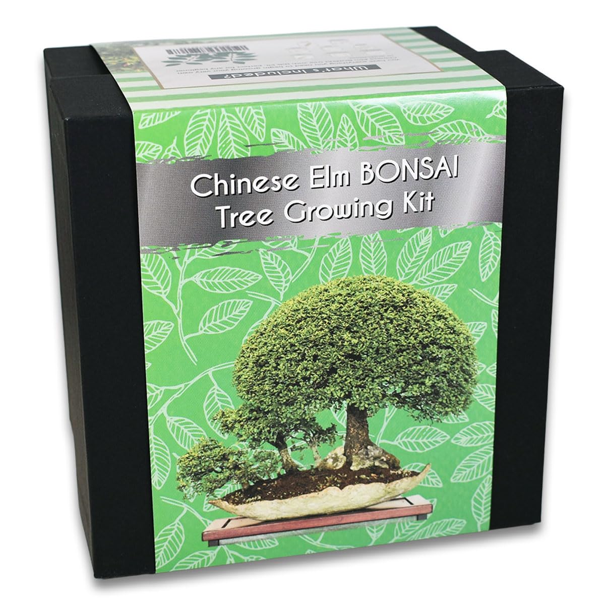 Chinese Elm Bonsai Tree Growing Kit