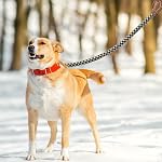 Mile High Life Poignée en cuir Poignées d'escalade de montagne Poignets de chien avec fermoir métallique robuste (Kaki noir, 60 (paquet de 1)) | Laisse à corde, service lourd 360° Fermoir métallique pivotant, pour petit moyen & Grands chiens (Kaki noir, 60 De pouce)