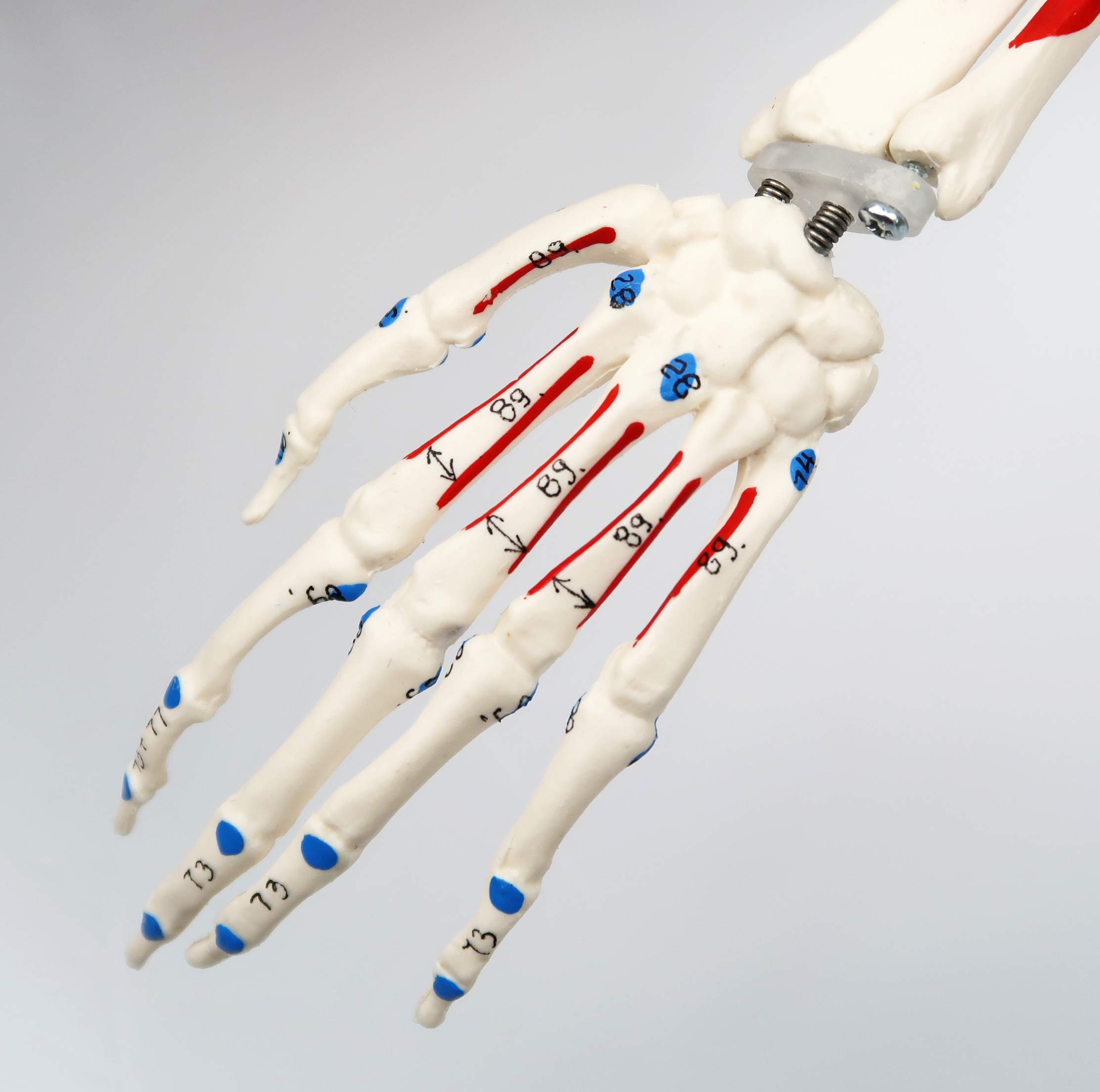 3B Scientific A18/5 Mini-Squelette "Shorty" avec Muscles Peints, sur Socle + Application anatomie gratuite - 3B Smart Anatomy