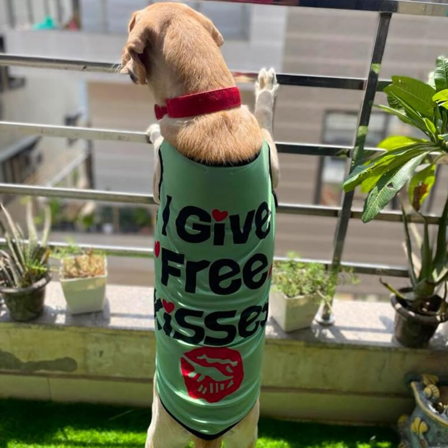 Lulala Dog Shirts Pet Printed Clothes with Funny Letters Summer Pet T Shirts Cool Puppy Shirts Breathable Dog Outfit Soft Dog Sweatshirt for Pet Dogs Cats (Green, 28 INCH) (B0CCNJHVVY) Amazon Price History, Amazon Price Tracker