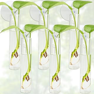 6PCS Wall Hanging Planter Propagation Stations,Plant Tube with Suction Cup Hook,Test Tube Propagation Station Wall Clear Plant Vase No Nails with Bottle Brush Flower Plant Terrarium