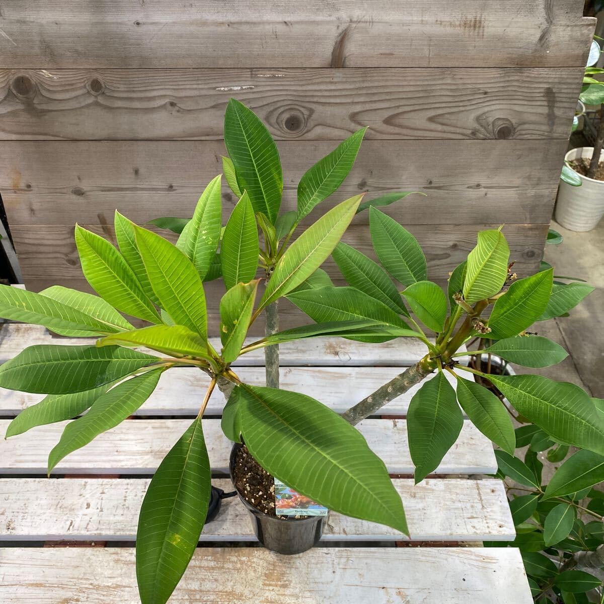 プルメリア　シンクロなニシティーとボレロ2株セット 苗木 鉢ごと発送 プルメリア シンクロなニシティーとボレロ2株セット 苗木 鉢ごと発送