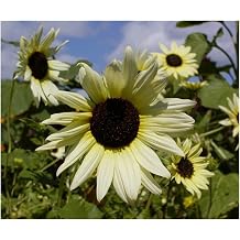 PREMIER SEEDS DIRECT Sunflower - Vanilla ICE - 70 Finest Seeds