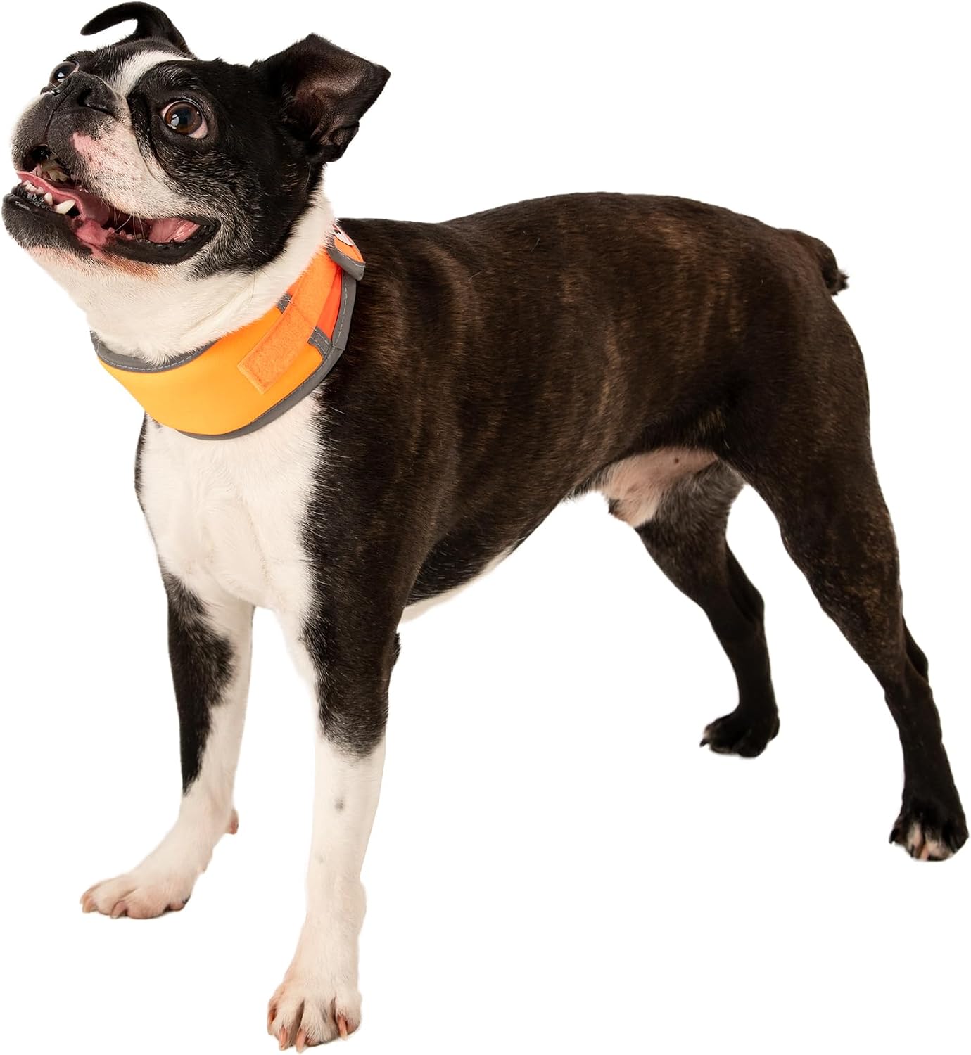 CoolerDog Hi-Vis Cooling Dog Collar Replacement Ice Strips – Re-Freezable Flexible Ice Pack Inserts for Heat Relief (6 Pack)