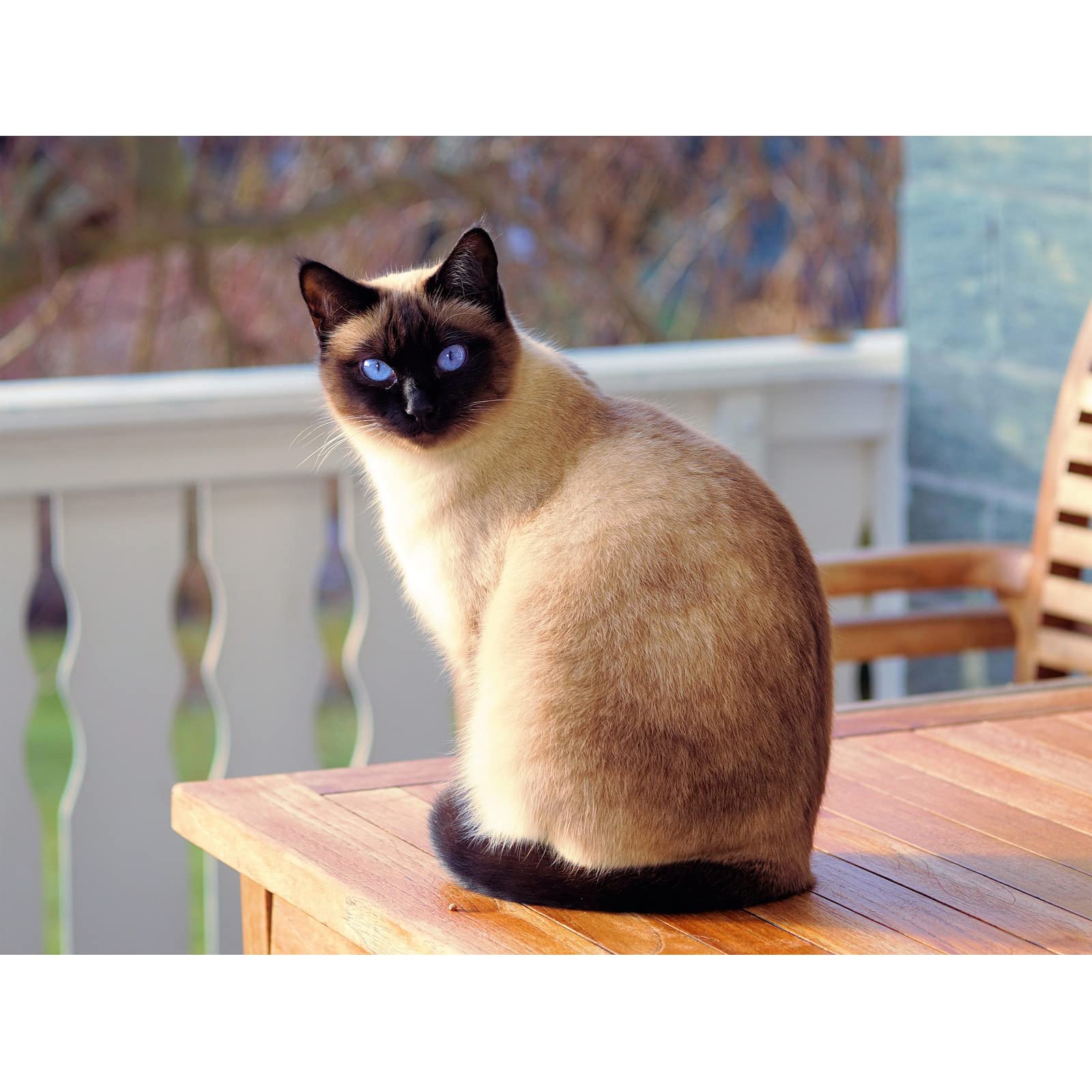 Aphila Diamond Painting Kits Siamese Cat Pet Crystal by Number 5D DIY Full Round Drill Bead Rhinestone Cross Stitch Handmade Art Craft Home Wall Decor 16x20 inch