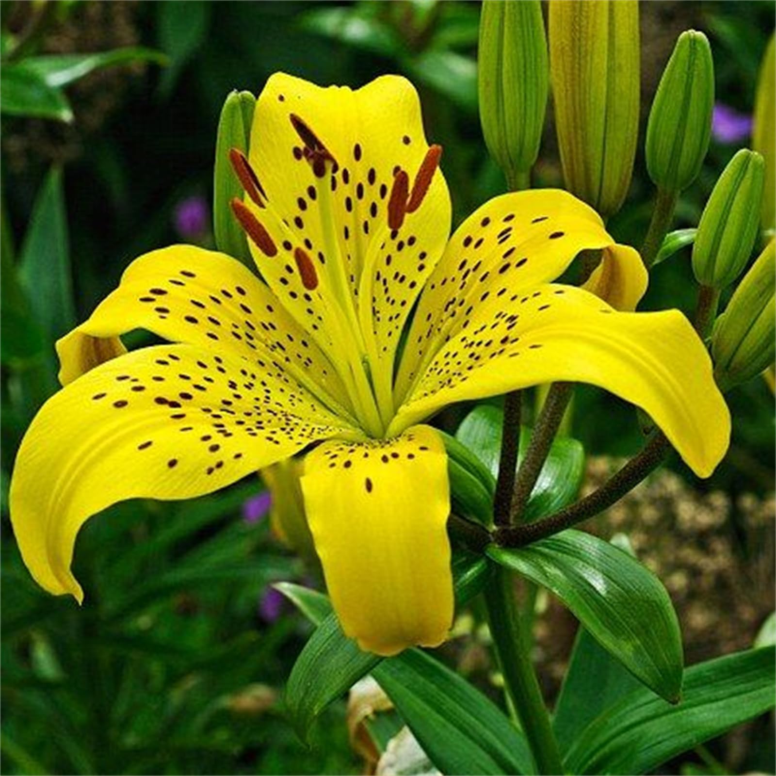 Ready to Plant Perennial Lily Bulbs, Multiple Vibrant Colours for Stunning Garden Display-8bulbs-C