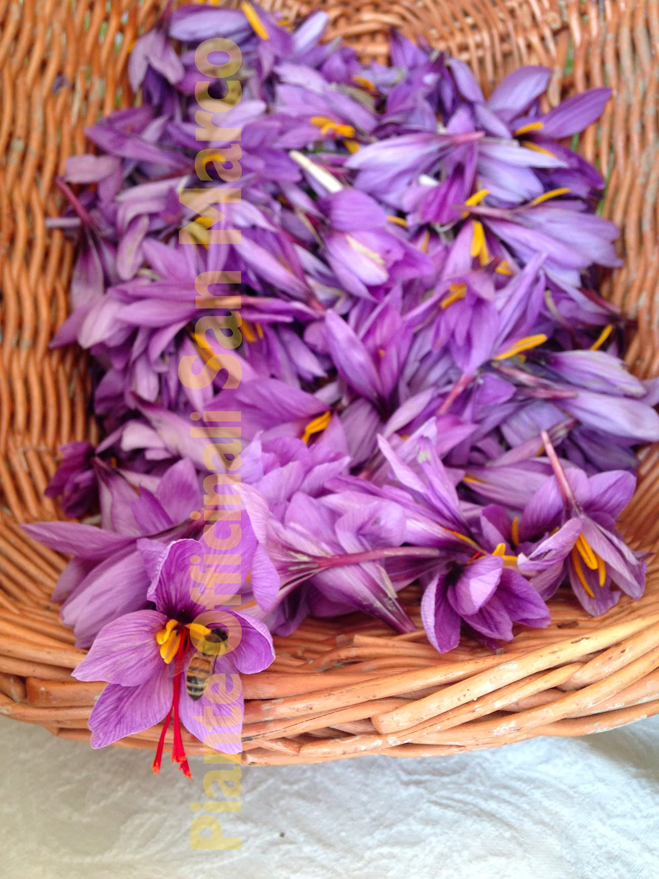 Officinali San Marco - Zafferano toscano biologico in pistilli delle Crete Senesi da 0,25g - 3 vasetti