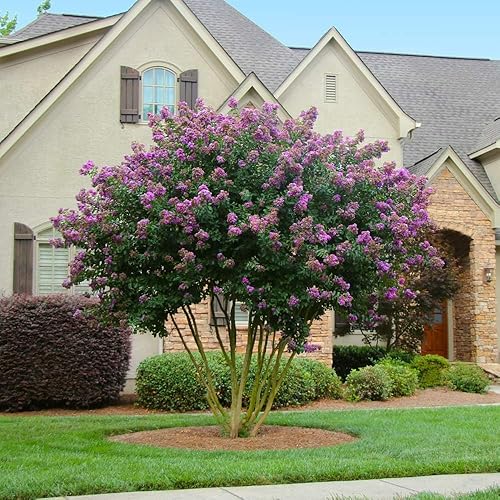 Miniatura 2 de Crape Myrtle Twilight  3 plantas vivas  Flores moradas profundas, planta viva premium, centro de mesa de jardín ornamental para impresionantes