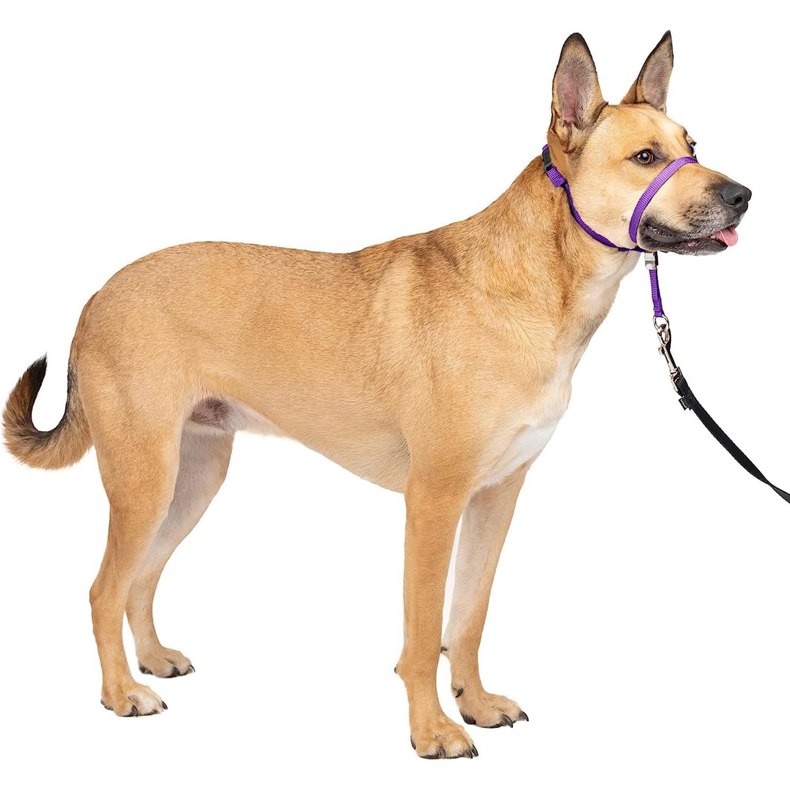 Dog Head Collar, No Pull Training Tool for Dogs on Walks, Gentle Training Collar, Stops Heavy Pulling On The Leash, For Small Medium Large Dogs Training And Walking (M,Purple)