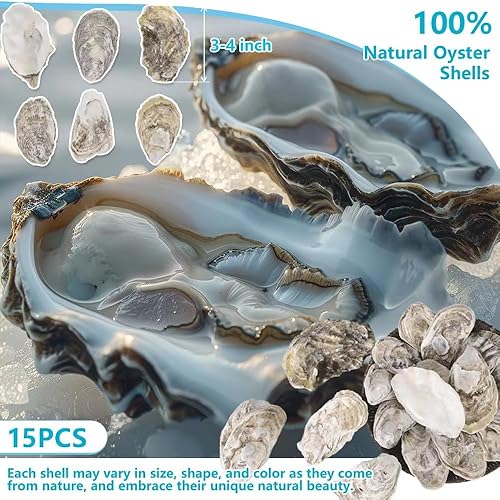 Concha de ostra grande de 3 a 4 pulgadas para manualidades, 15 conchas de ostras naturales reales a granel para decoración del hogar, decoración de
