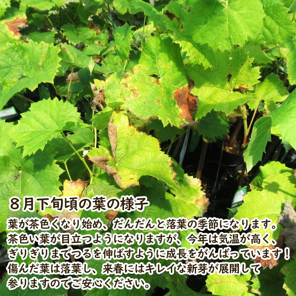 葡萄♣︎シャインマスカット実付き苗木 登録品種 マスカット