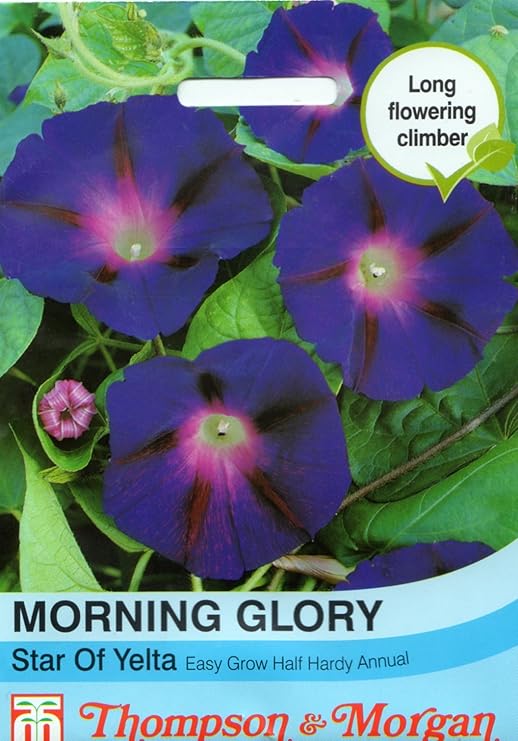 Amazon 輸入種子 Thompson Morgan Morning Glory Star Of Yelta モーニング グローリー 朝顔 スター オブ イェルタ トンプソン モーガン 花