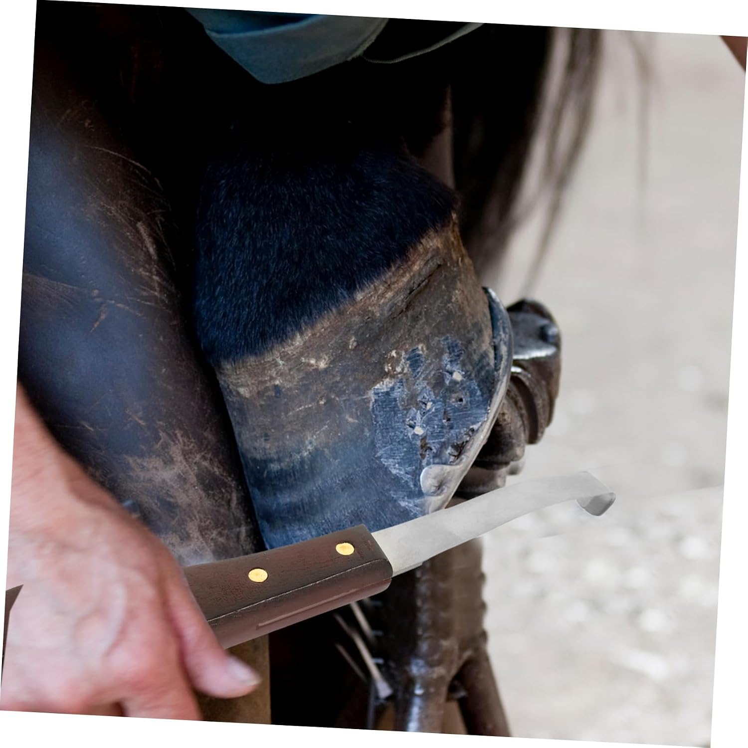 Toddmomy Hoof Knife for Cattle Horse Pasture Supply Hoof Care Nipper Professional Trimmer Tool Ergonomic Design
