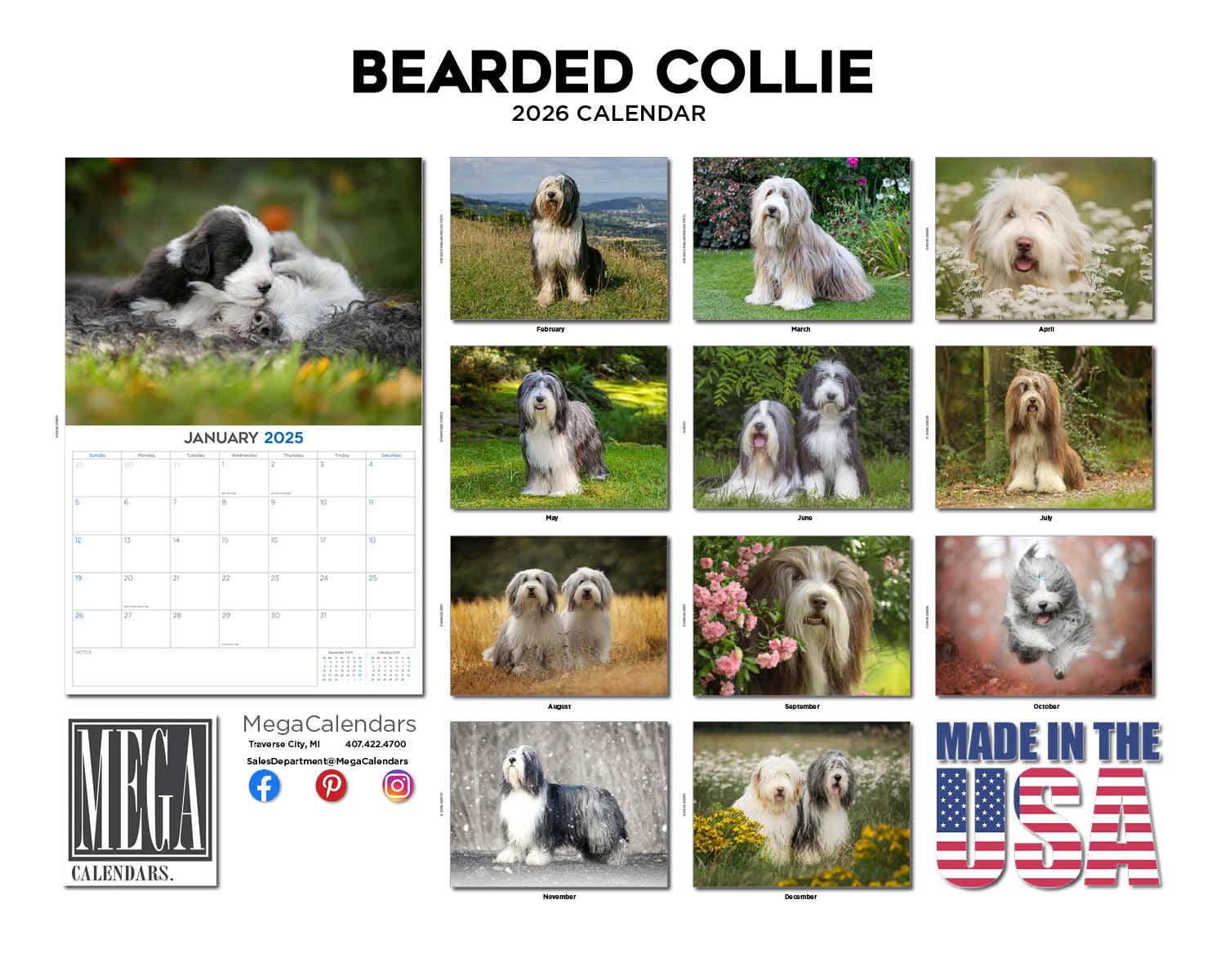 2024 2025 Bearded Collie Kalendarz - Miesięczny kalendarz ścienny rasy psów - 30 x 45 cm otwarty - gruby papier bez przebarwień - prezent - akademicki planer nauczyciela kalendarz organizowanie i