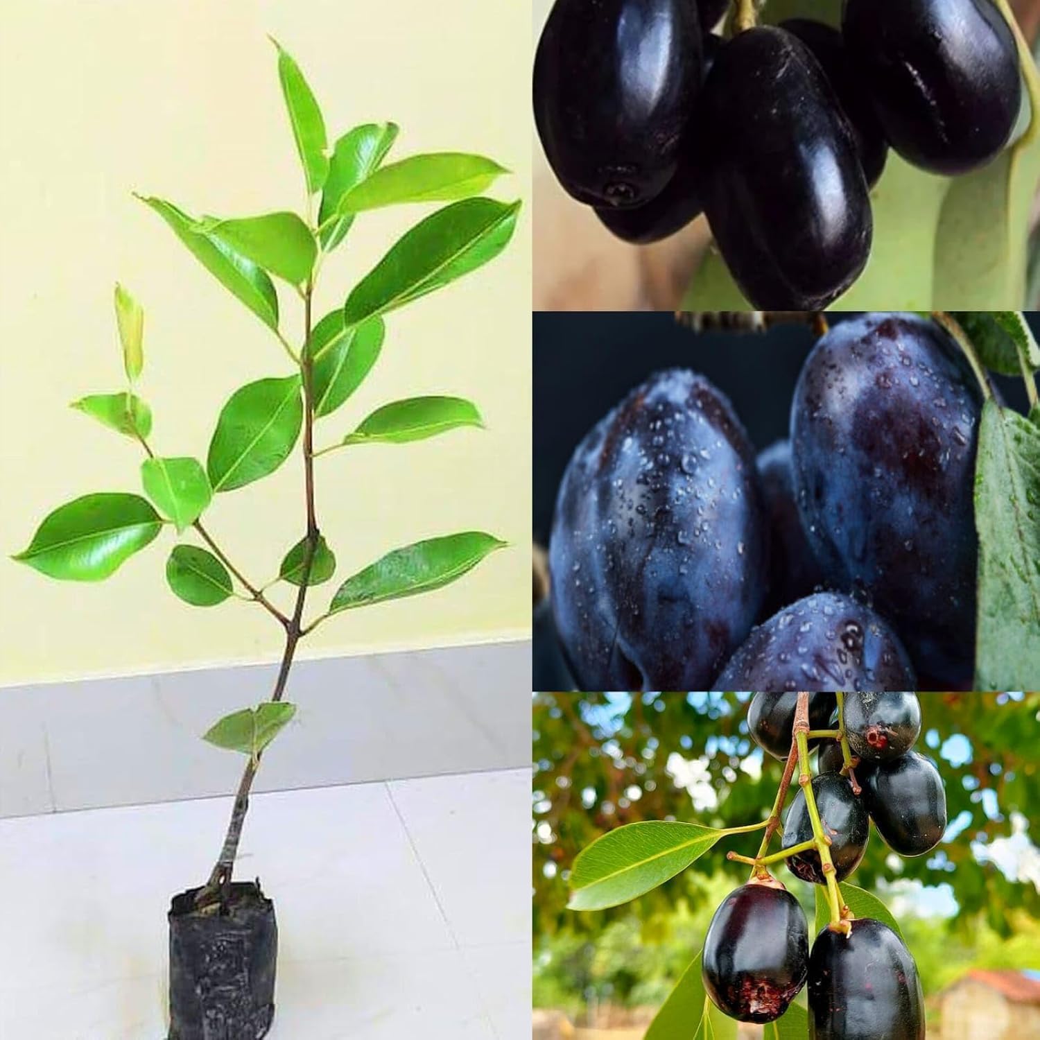 Thai Variety Kg 10 Black Jamun Grafted Plant Syzygium Cumini Live Sapling Outdoor Indian Blackberry Fruit Plant for Home Gardening, Terrace, Balcony & Kitchen Garden Healthy Live Plant (Pack of 1)-image-23