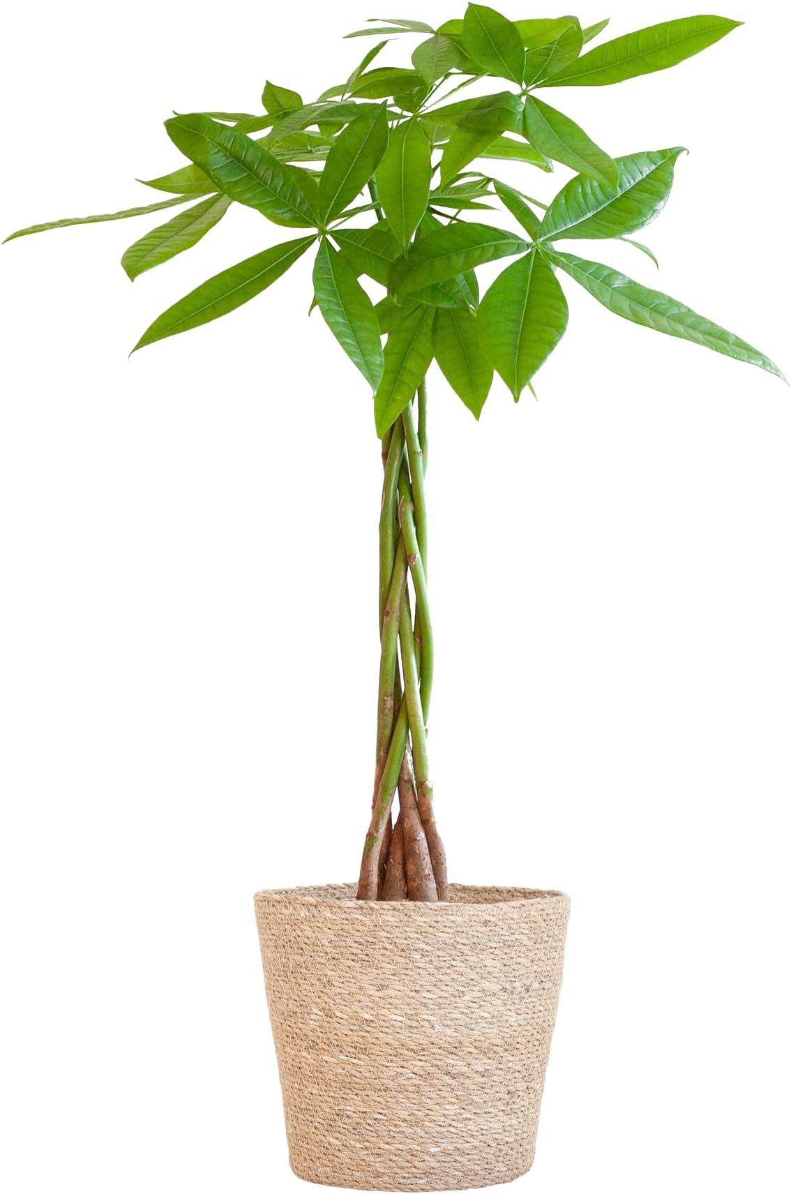 BloomPost Pachira Aquatica - Money Tree 70-80 cm + Basket - Indoor Plant - Low Maintenance House Plant - Easy to Grow Home Office Plants - Next Day Free UK Delivery