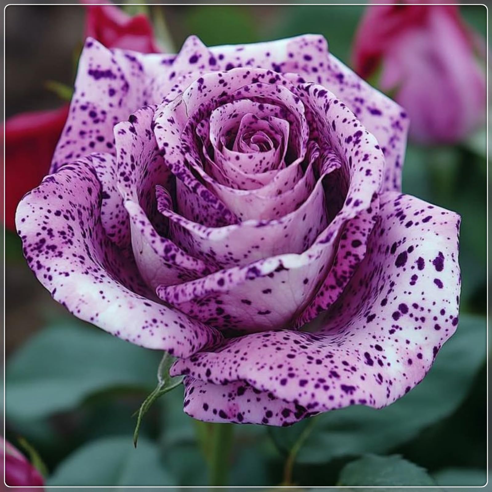 Rose Bulbs Now UK, Strong Plant, Mix Greening Flower, Easy Plant, for Containers, Natural Organic, Excellent Display, Rare Plants, 5bulbs-h