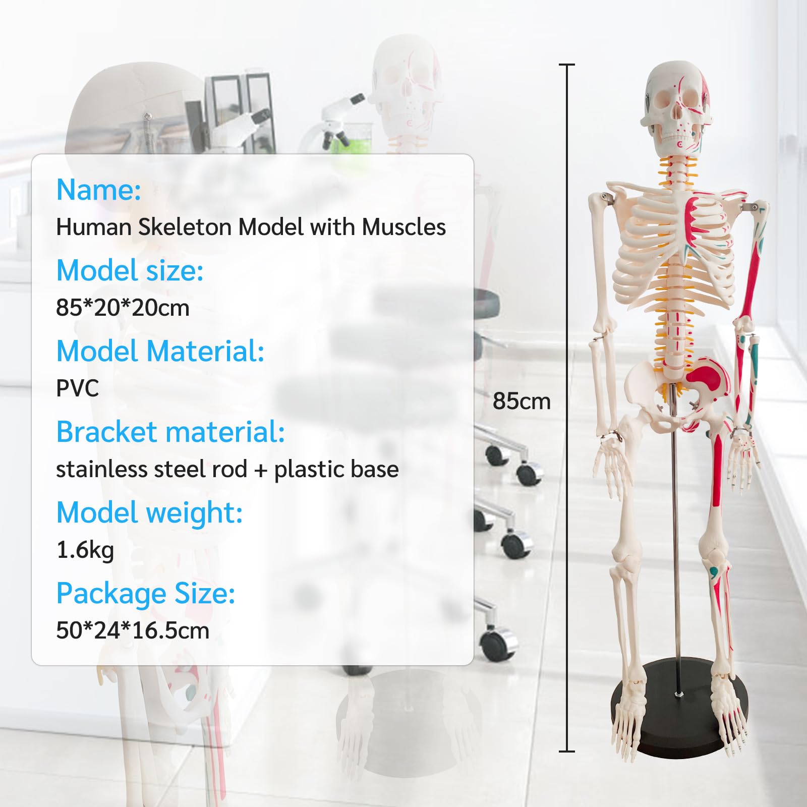 Mini Skelett 85cm mit Muskelfärbung, Kleines Skelett Anatomie Modell, Stehendes Menschliches Skelett-modell für Studenten bzw Medizin Studium (Skelett Farbig 85cm)