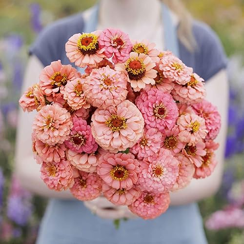 Miniatura 31 de Eden Brothers - Semillas de zinnia, cactus con flores, sin OMG, plantar en primavera, paquete, flores de bajo mantenimiento, zonas 3, 4, 5, 6, 7, 8