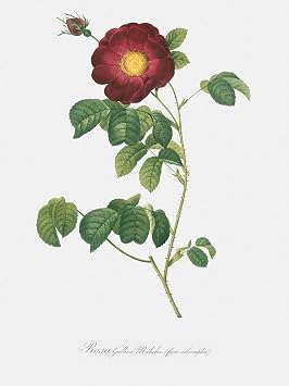 LIVESTOCK Vintage Flower Wall Art Print - Rose Rosa Gallica Maheka Flore Subsimplici by Famed Royal Painter Pierre-Joseph Redoute 18th 19th Century Botanical Poster, Print OnlyMatte, 6x8