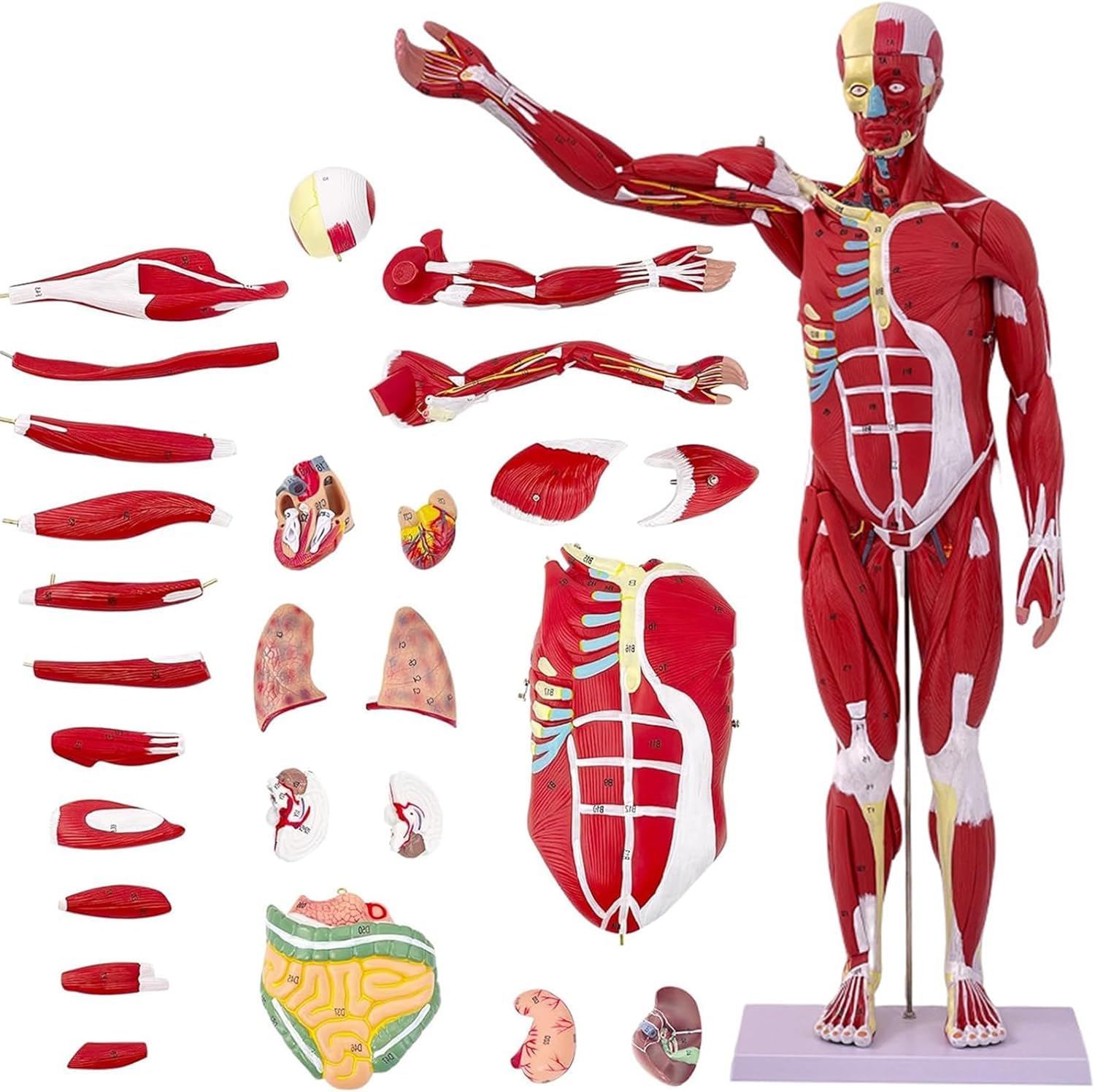 YNIYUJKL Human Anatomy Muscle Model - Life-Size 33-Inch Muscular With Removable Organs And Detailed Muscle Anatomy - 27 Parts