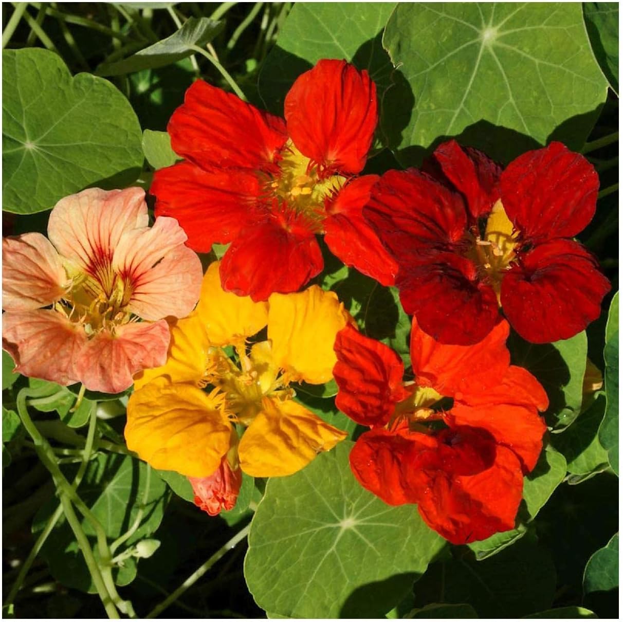 Everwilde Farms - 1 Lb Whirleybird Mix Nasturtium Wildflower Seeds - Gold Vault