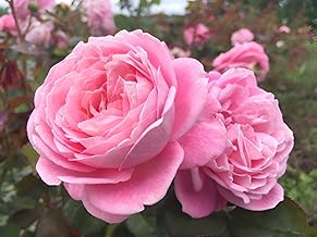 REMASLARIC-Beautiful Special Variety Hybrid Pink Rose Grafted Flower Plant, Big Size For home Garden Outdoor Indoor plant.