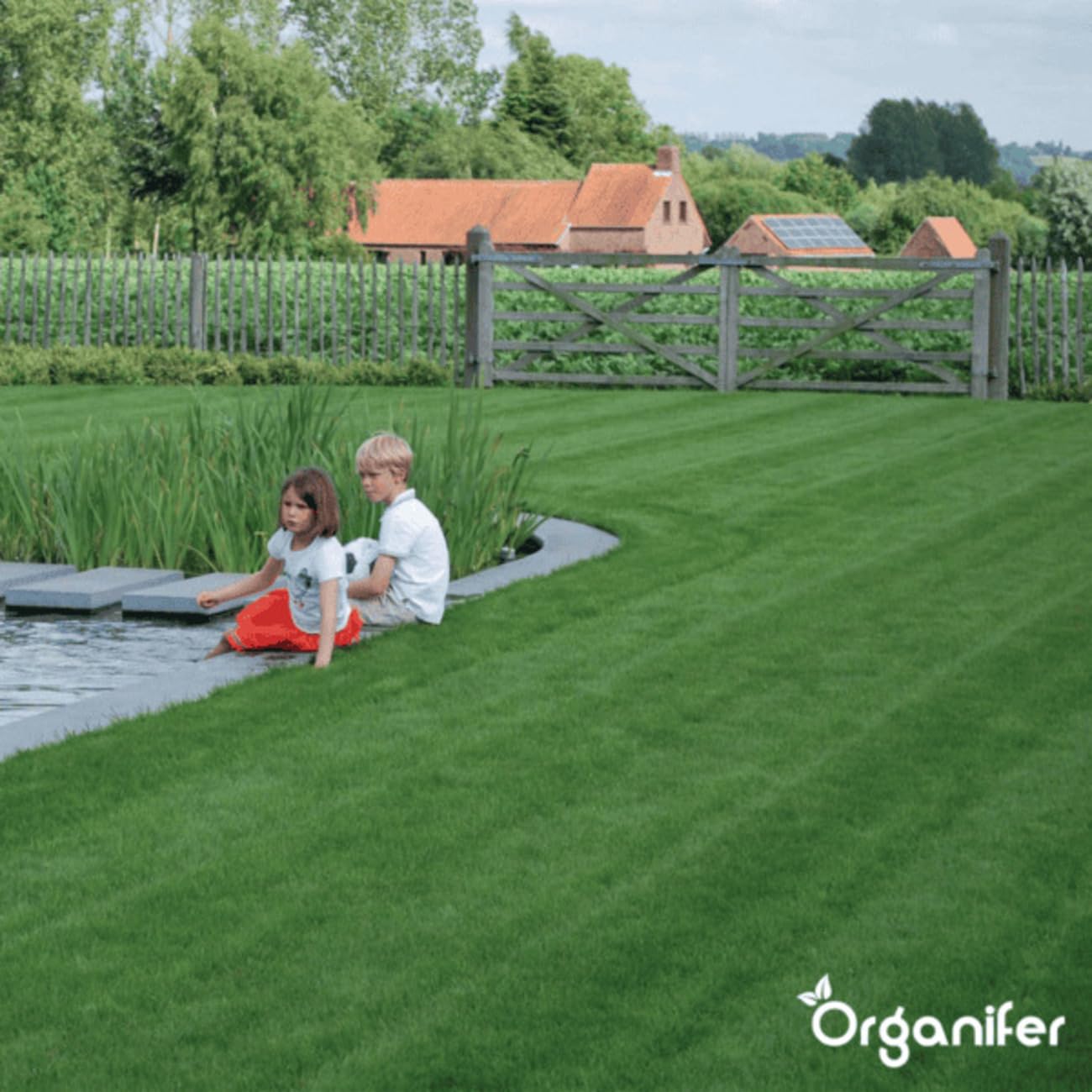 Semillas De Césped Ornamental - 1kg = 50m2 | Semillas De Césped De Germinación Rápida - Semillas De Césped - Certificado NAK - Organifer