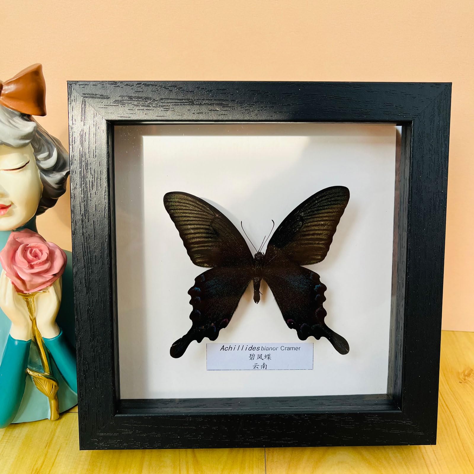 Taxidermy Mounted In Frame,Exquisite Butterflies Insect Specimen,Collection Of Butterfly,Unique Home Decor Wall Decoration Gift For Christmas Valentine Birthday,Real Butterfly Specimens17.6*17.6cm