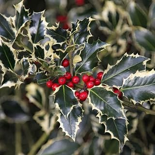 Ilex aquifolium Argentea Marginata-Variegated Holly in 9 cm Pot