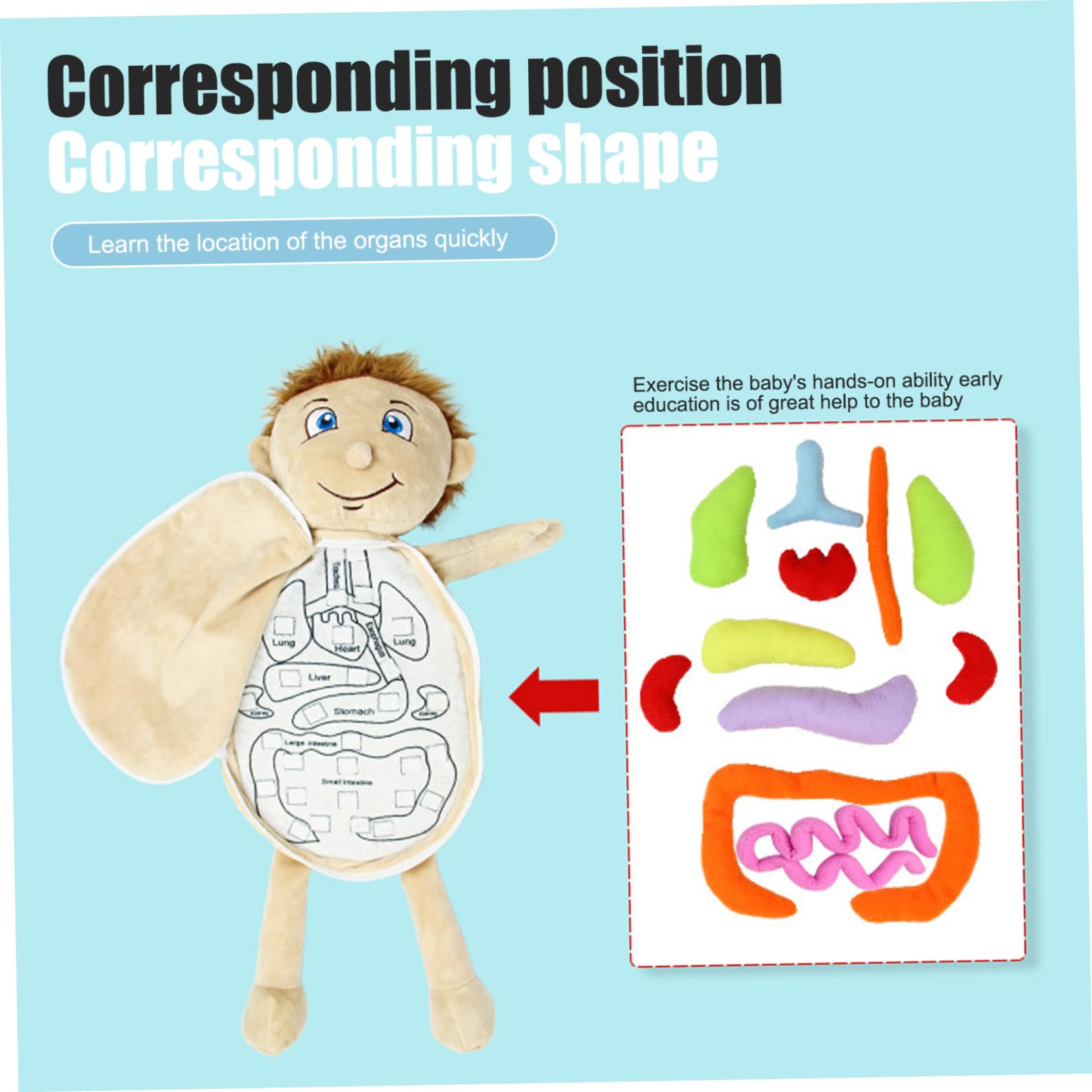 Menschliches Körpermodell für Kinder 13 x 19 entzückende Anatomie -Puppe mit abnehmbaren Orgelplüschspielzeug Interaktives Bildungsspielzeugkörper -Wissenschafts -Kit für Jungen und Mädchen
