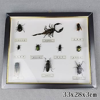 Mori出品 立体標本5点 Amazon.co.jp: 昆虫標本、絶妙な蝶標本展示、本物の額入り蝶剥製