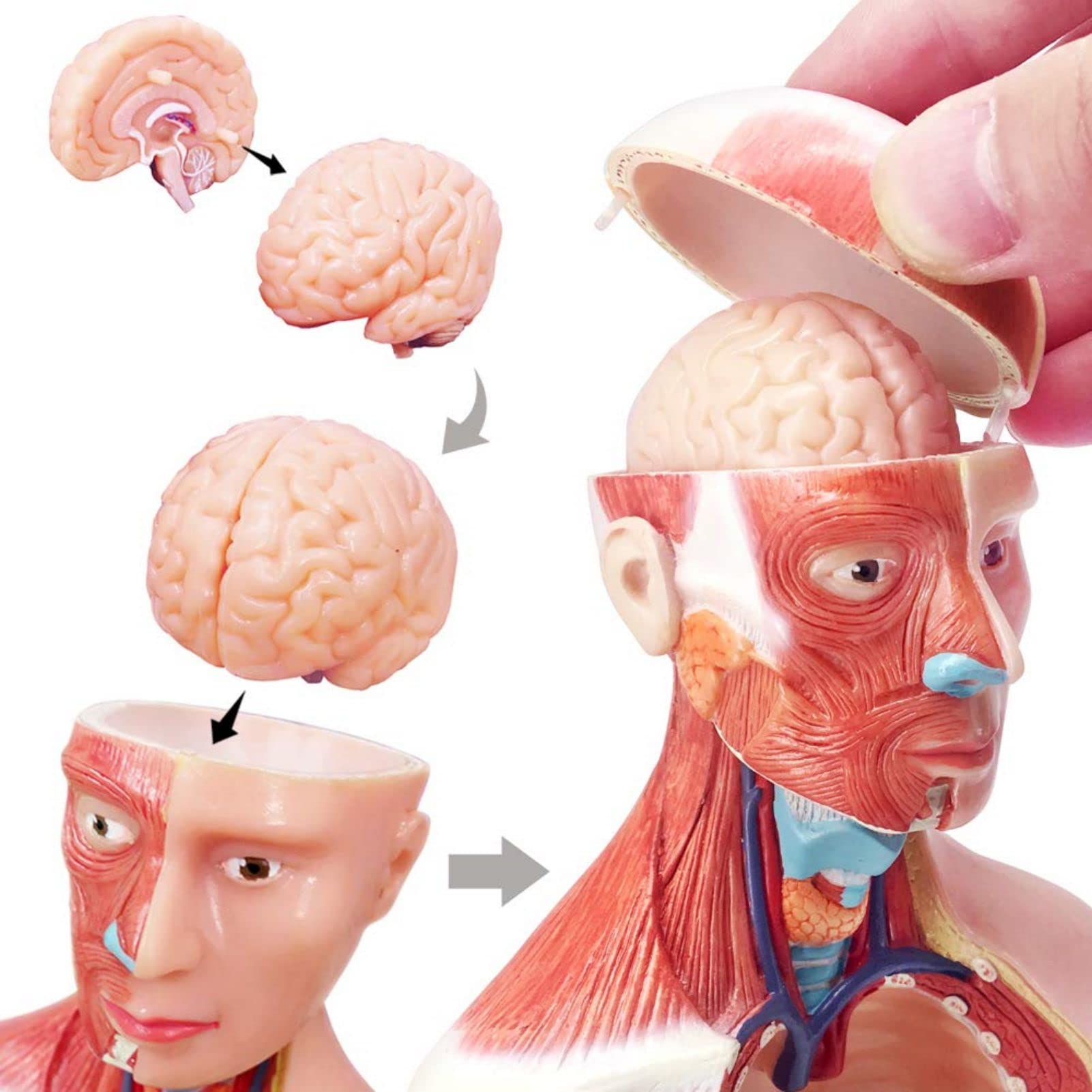 Human Body Model, 15 Stück Abnehmbares 11 Zoll(28cm) Human Torso Anatomie Modell Mit Herz Kopf Schädel Gehirn Skelett Modell,Vorschule Ausbildung Display