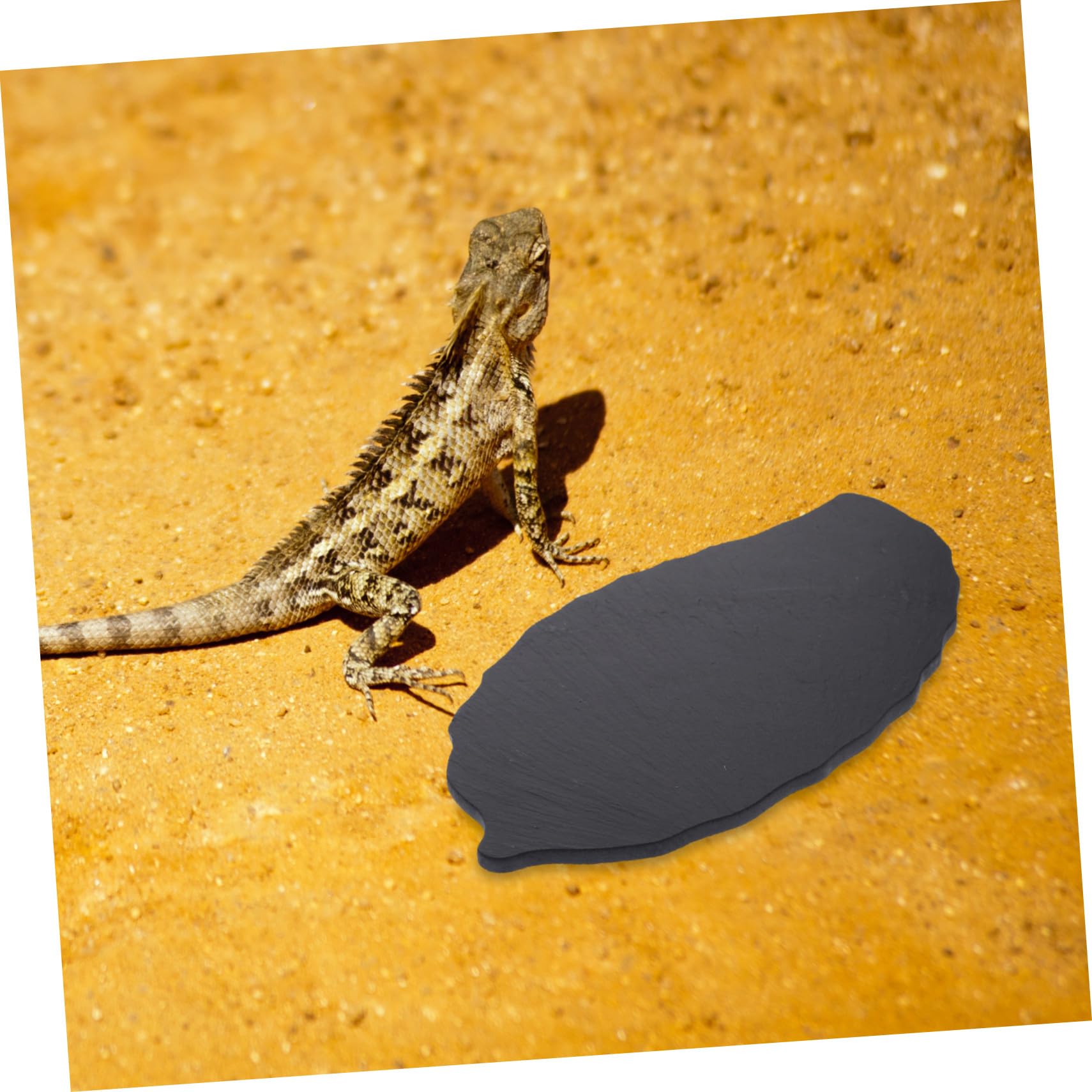 Schildkrötenplattform aus Schwarzem Naturstein für Aquarium und Haushalt Multifunktional mit Einfacher Kletterhilfe für Kleine Reptilien und Wasserschildkröten